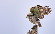 Burrowing Owl (HDR edit)